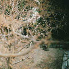 2 years yearning.demo