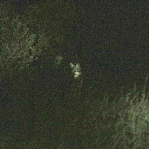 Fawn (with nishith)