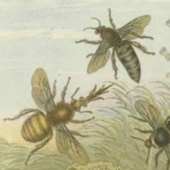 beechords