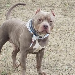 SMUT DAWG FT TOMMY WHISPERS N PILZ BURY