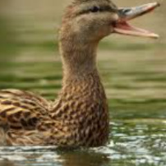 duck(kuoek) moan earrape song