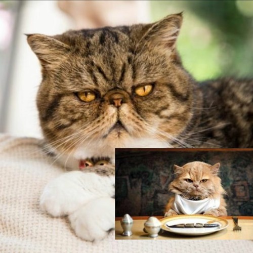 Wondering Troubled Cats