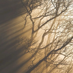 be the light // Pollinate Ecstatic Dance, Northampton, MA 11.28.25