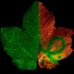 Collab. Dubphone Paul