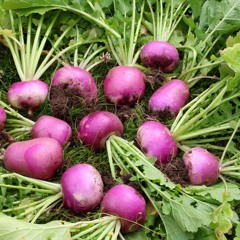 African grooves for exotic turnips