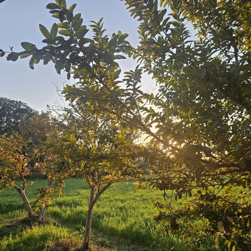 Surah Al Hashr - Final Aayat - Raad Al Kurdi