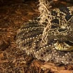 Faceayke - Rattlesnake