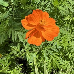 orange overtone
