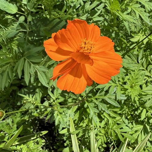 orange overtone