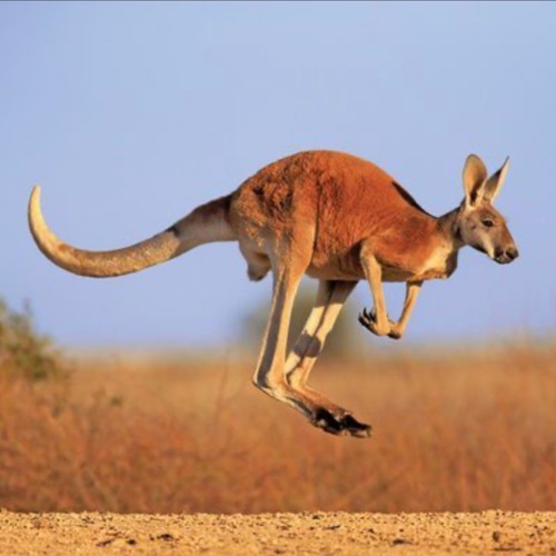 Australian Prog Psy