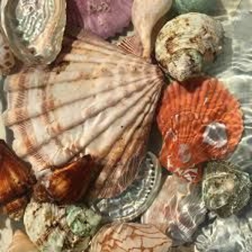 Shells