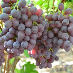 Способи зберігання винограду на зиму | Дім, сад, город