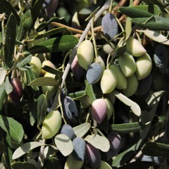Green Olives