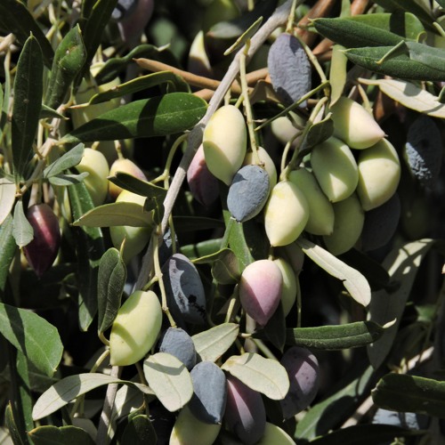 Green Olives
