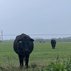 @chaoticheartz tiktok