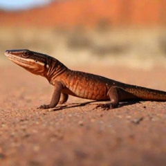 Skink's a friend