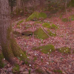 (ninna nanna) per Valentina