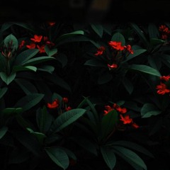 Dubois Sandro - Rosas & Jasmim (Versão Incompleta)