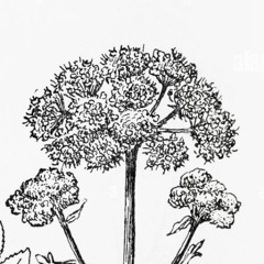 angelica 4
