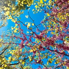 Summer Daze (with Zakker)