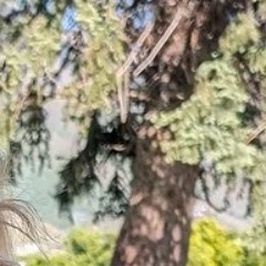 A Lack of Color (cover)