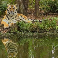 Save Tonight slow- DropStop