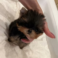 Adorable Yorkshire Terrier Puppies Available in Italy