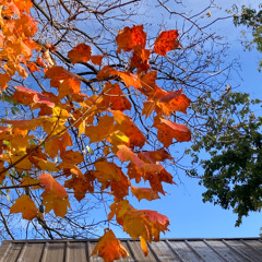 Ease for your Neck - Chair 10-21-25