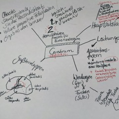 Cerebrum