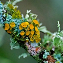 music for mosses & lichens