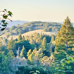 Your Window (Reggae)