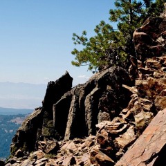 TWO PATHS, a little 17-step poem in a polyphonic avian sounscape…