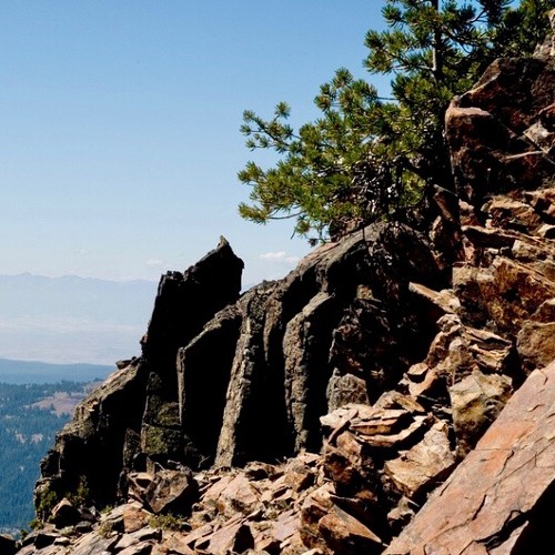 TWO PATHS, a little 17-step poem in a polyphonic avian sounscape…