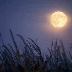 Yankee Doodle - Harvest Moon
