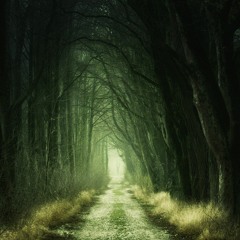 Forest Walk