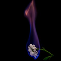 Burnt Flower