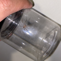 Beautifully Encompassed