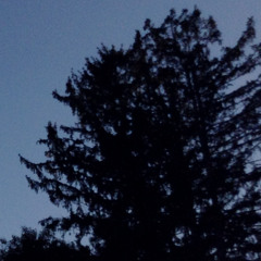 newer_roots