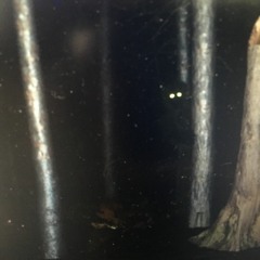 Horror Tunes and Ambience