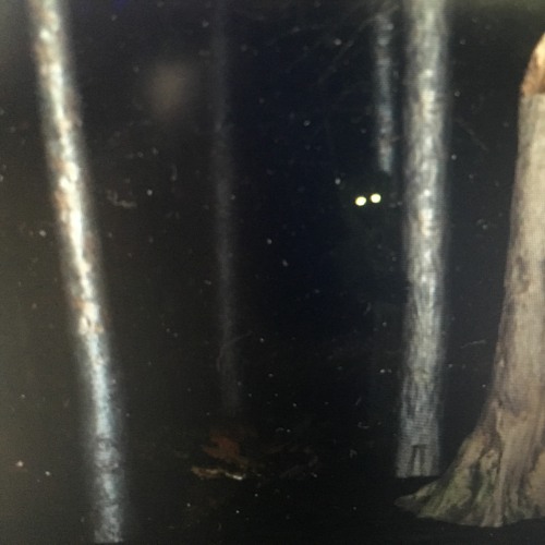 Horror Tunes and Ambience