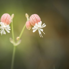FM Flower