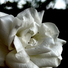 flowers #03