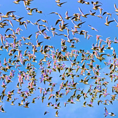 L'Heure des oiseaux