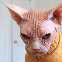 niCKed - BB118 Dubbed Too Late