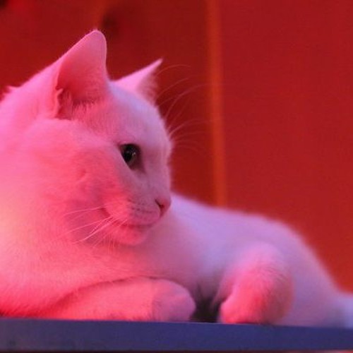 i must apologize (shitpost)