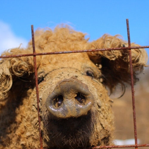 a Mangalica