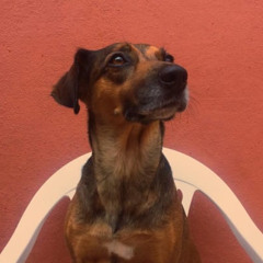 MAGGIE