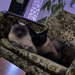 Der Kater Groovt