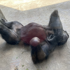 WHY NOT (PROD. LANDFILL)