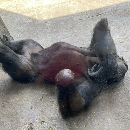 WHY NOT (PROD. LANDFILL)